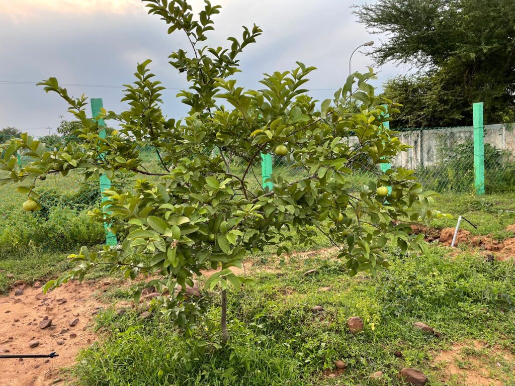 Farm Land in Thiruvalangadu