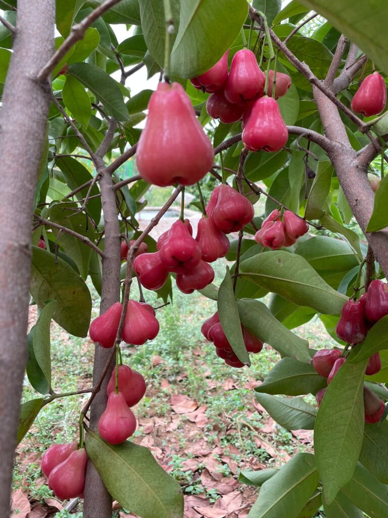 Mangrove Farms in Thakkolam