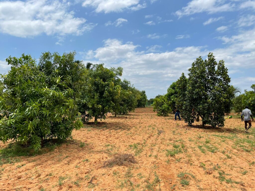 Farm Land in Thiruvalangadu