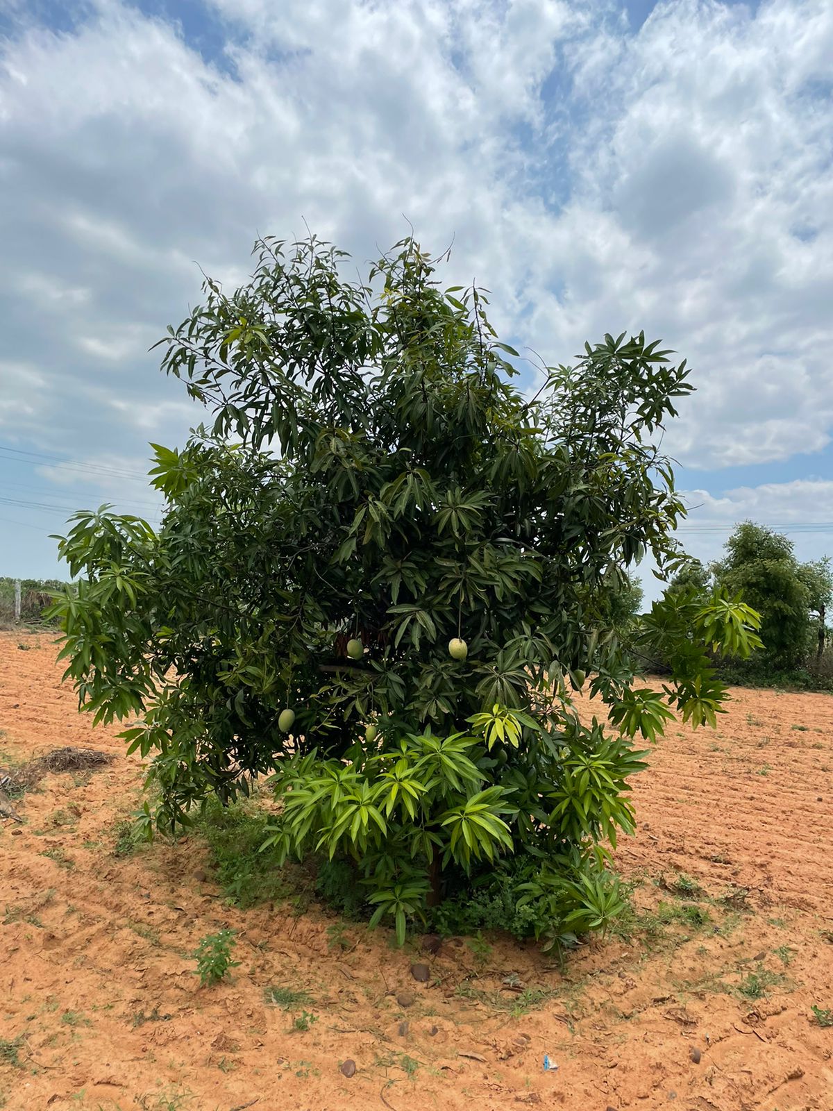 Agriculture Land in Thakkolam