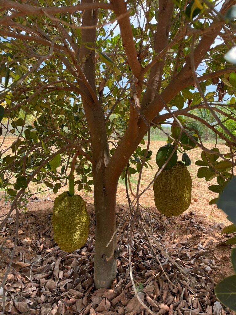 Farm Land in Poonamallee