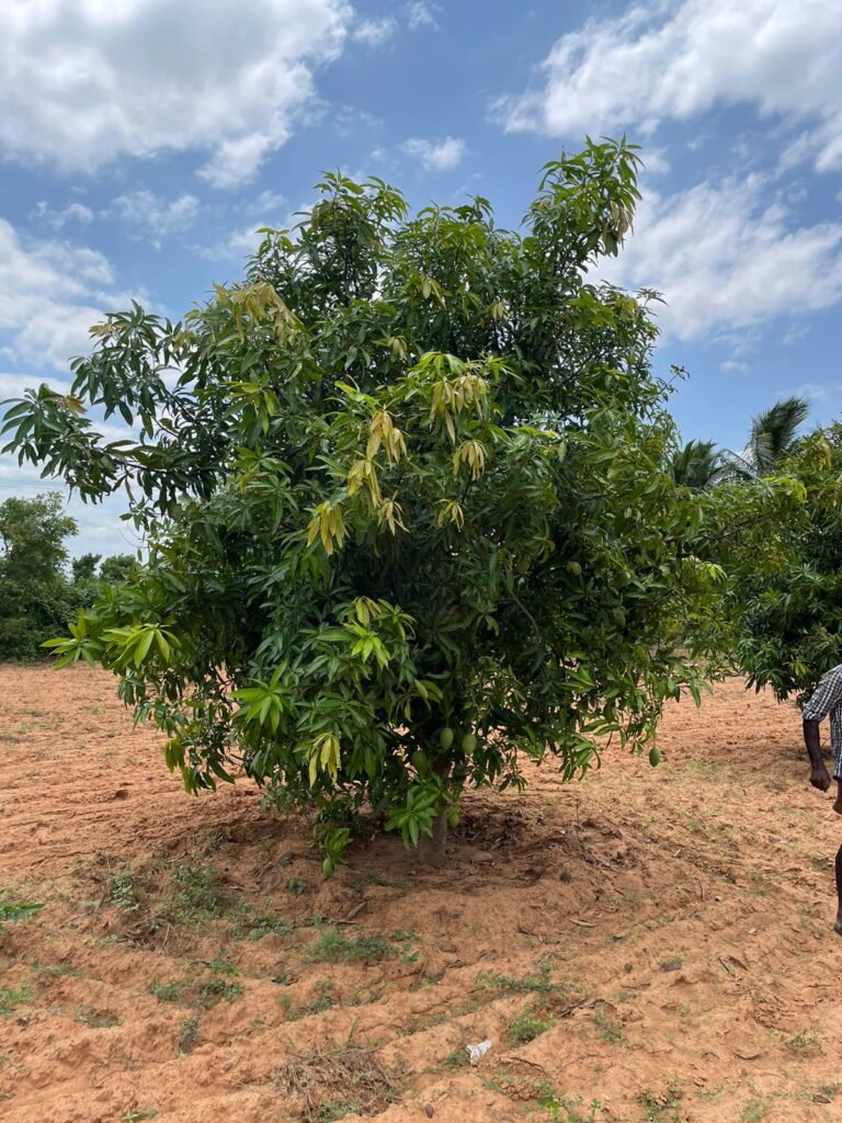 Farm Land in Tiruvallur