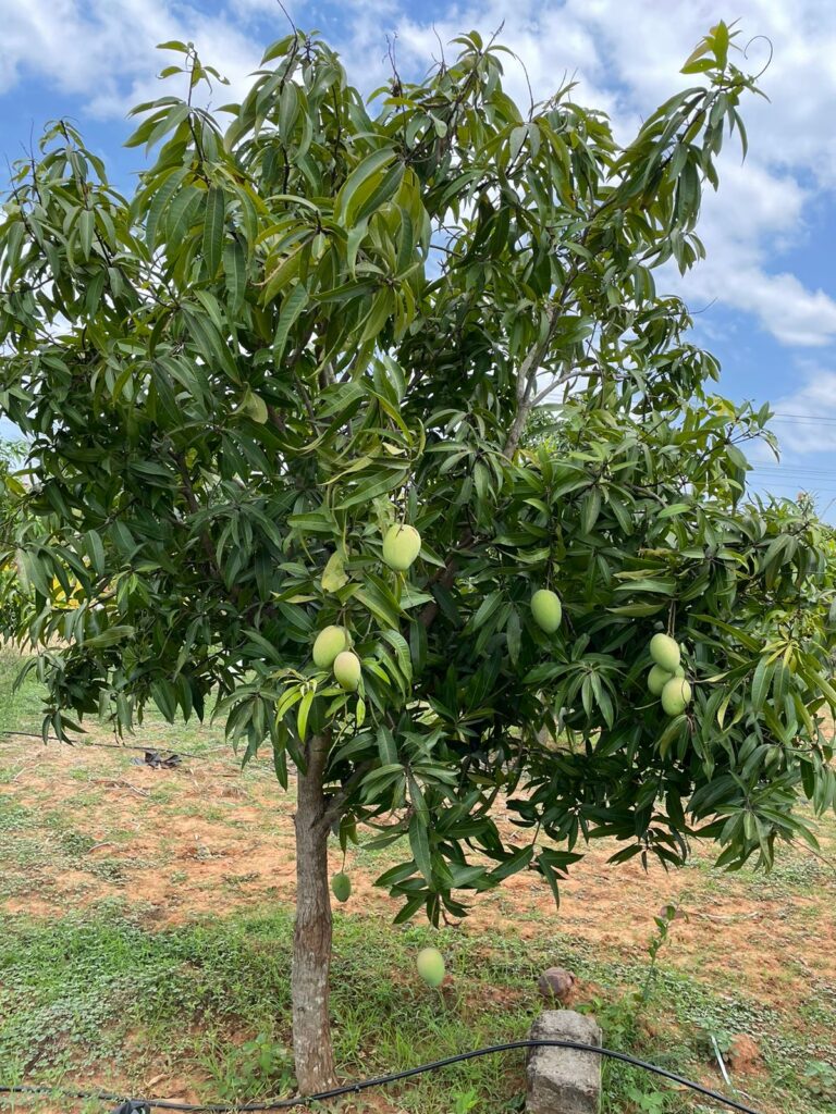 Farm Land in Arakkonam