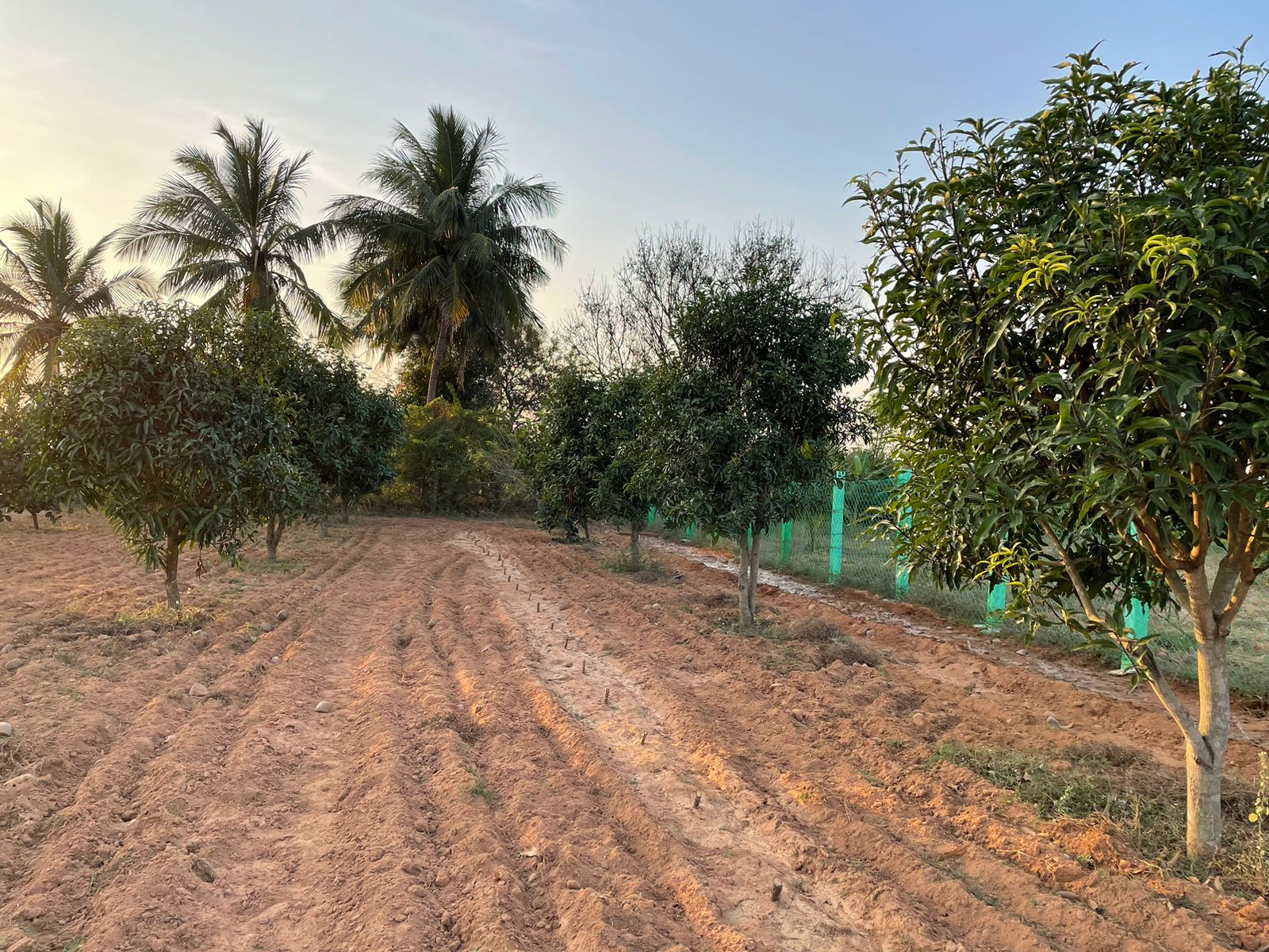 Agriculture Land in Thiruvalangadu