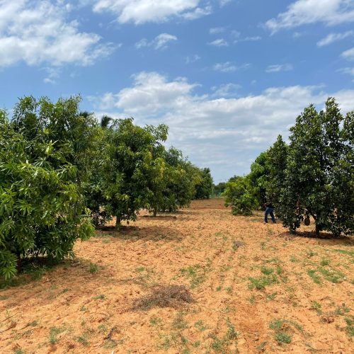 Mangrove Farms in Thiruvalangadu